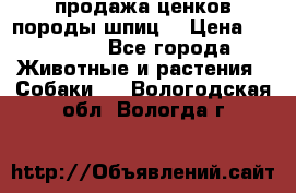 продажа ценков породы шпиц  › Цена ­ 35 000 - Все города Животные и растения » Собаки   . Вологодская обл.,Вологда г.